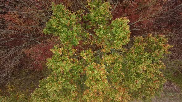 Aerial Top View of Autumn Trees in Forest Background, Caucasus, Russia