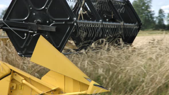 Combine Harvester Working On Organic Rye Field