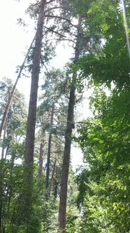 Vertical Video of Beautiful Green Forest By Day