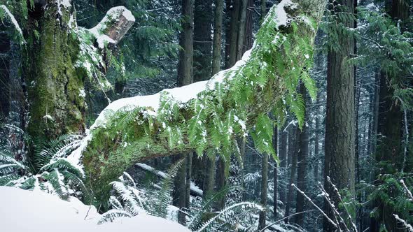 Old Tree With Ferns Growing Off It In Snowfall