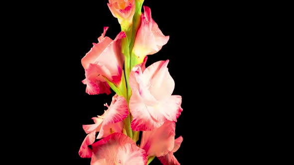 Time lapse of Opening Pink Gladiolus Flower