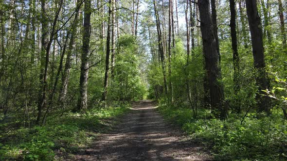 Green Forest During the Day Aerial View