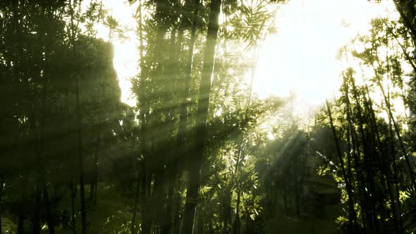 Green Bamboo in the Fog with Stems and Leaves