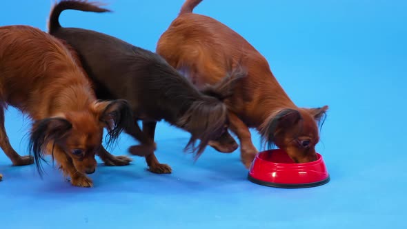 Four Russian Toy Terriers Walk Up to a Red Bowl of Pet Food Eat and Leave