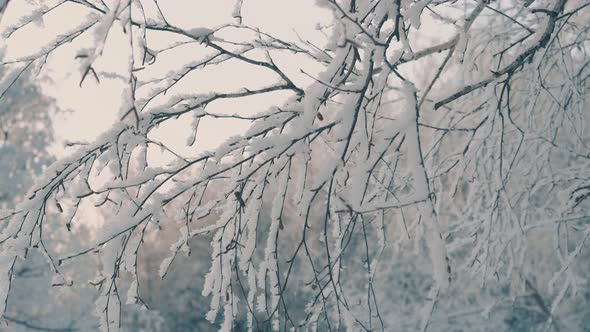 Winter Garden with Trees Covered with Frost Against Sunrise