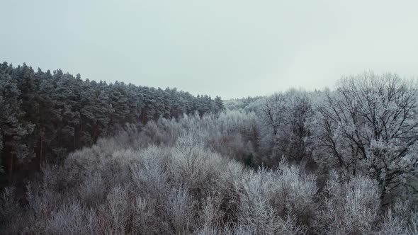 Frozen forest at winter. Aerial drone view of high snowy trees