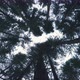 Pine Trees Blowing in the Wind , Bottom View - VideoHive Item for Sale