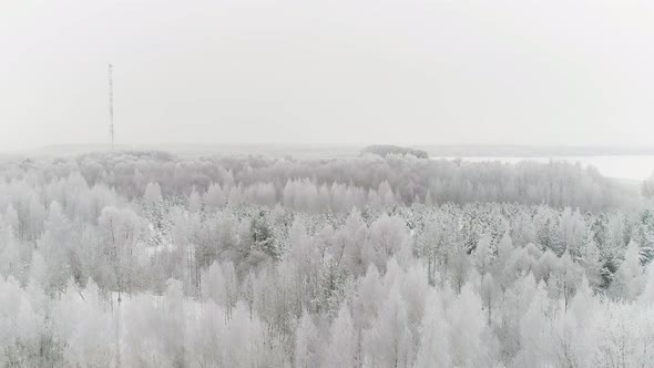 Snow covered beautiful mixed forest