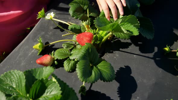 Girls picking strawberries in the farm 4k