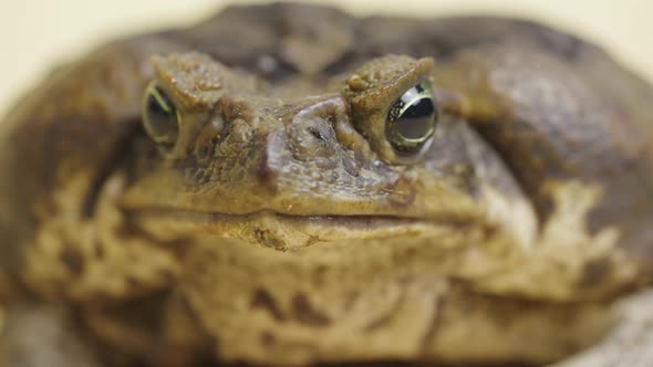 Macro Portrait Cane Toad Bufo Marinus Sitting on a Beige Background in the Studio