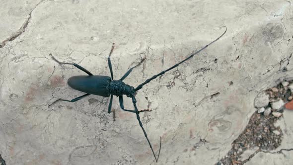 Wildlife European Black Longhorn Beetle Is Cleaning Long Antennaes Using Legs