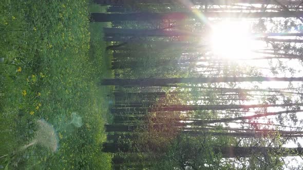 Vertical Video of a Beautiful Green Pine Forest on a Summer Day Slow Motion