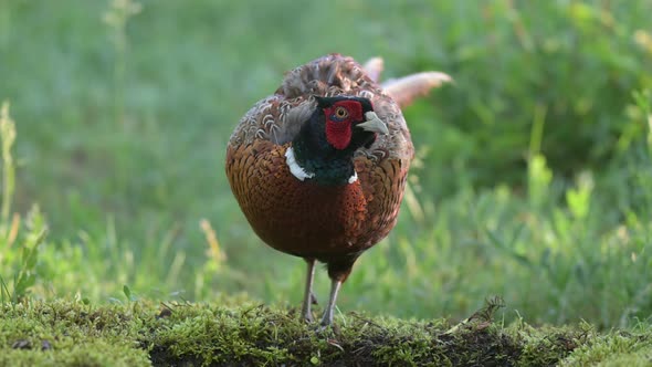 Birds Common pheasant Phasianus colchicus. In the habitat, drinks water