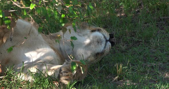 African Lion, panthera leo, Female sleeping, Masai Mara Park in Kenya, Real Time 4K