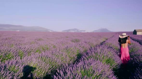 Provence Lavender Field France Valensole Plateau Colorful Field of Lavender Valensole Plateau