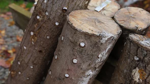 Experimental New Mushroom Growing Techniques