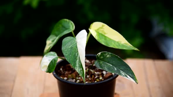 Epipremnum Pinnatum Variegated in the pot