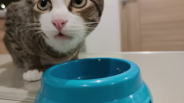 Close Up Footage of Cute Tabby Cat Eating Pet Food From The Bowl
