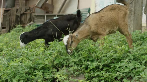 Two goats eating some grass with building on the background. Filmed on Red Dragon