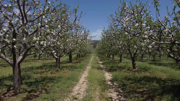 Drone Image of Apple Orchard with White Flowers