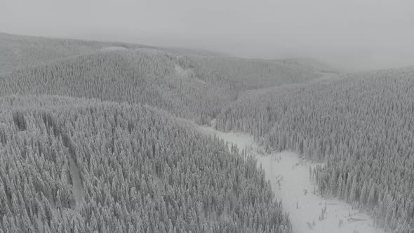 Forest Full of Snow 