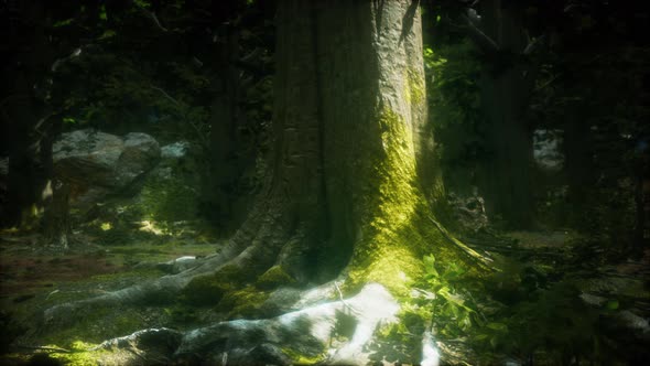 Beautiful Green Moss on the Floor and Trees