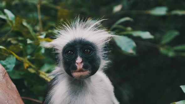 Red Colobus Monkey Sitting on Branch in Jozani Tropical Forest Zanzibar Africa