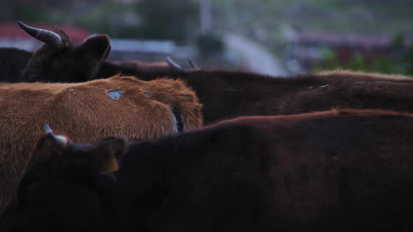 Cows slowly walking, close up