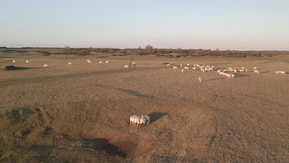 Folk Of Sheep Grazing In The Vast Grassland In Ireland On A Sunny Day. - Drone Shot