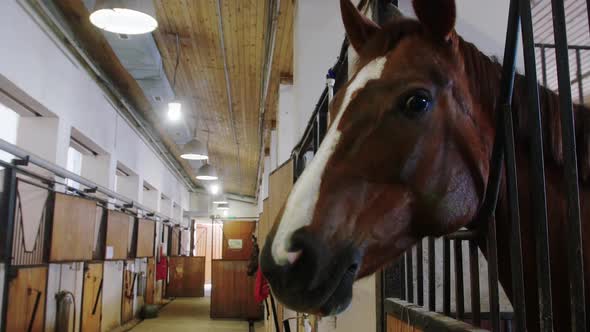 Equestrian  Brown Horse Stands in the Stall and Turns the Muzzle to the Camera