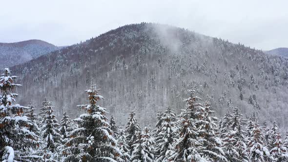 Mountain forest in winter season. Snowy tree branch in a view of the winter forest. Winter landscape