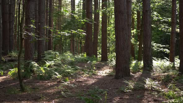 Bracken growing in English pine forest wide tilting shot