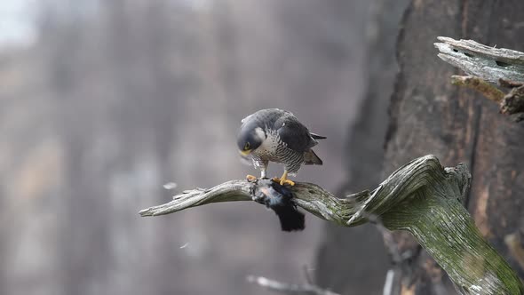 Peregrine Falcon Video Clip