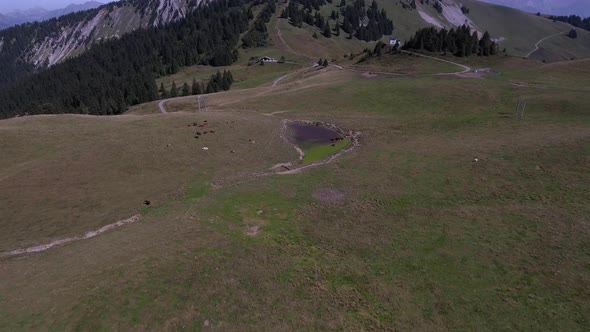 Flight Over Cows And a Water Point In Mountain