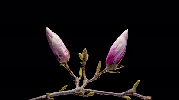 Time Lapse of Flowering Magnolia