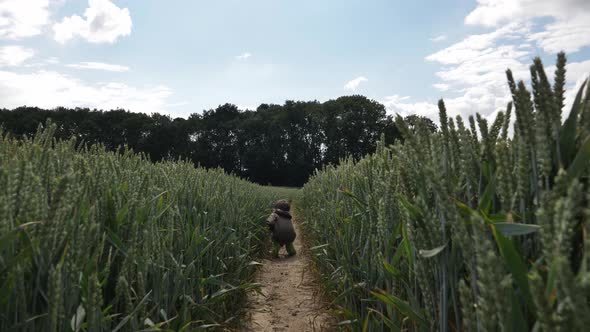 Little boy walking in a green wheat field in sunset