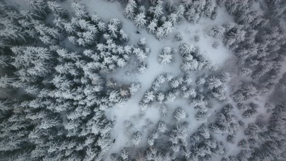 Drone Over Man Ski Touring Through Snow Covered Forest