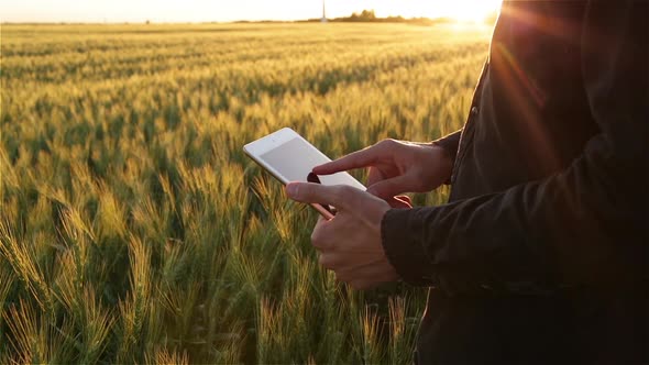 Lens Flare: Farmer With A Tablet Review The Harvest, A Corn Field At Sunset