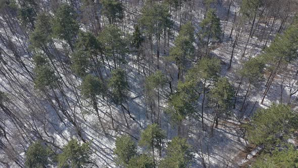 Winter scenery with evergreen tree forest shadows 4K aerial video