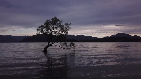 Wanaka Tree aerial footage