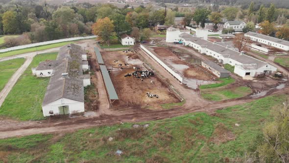  farmyard and cow farm at countryside with herd of cows eating at trough. Agriculture concept