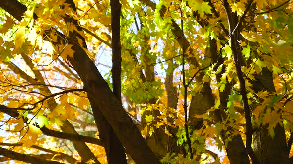 A Large Tree With Many Branches And Colorful Leaves In The Fall