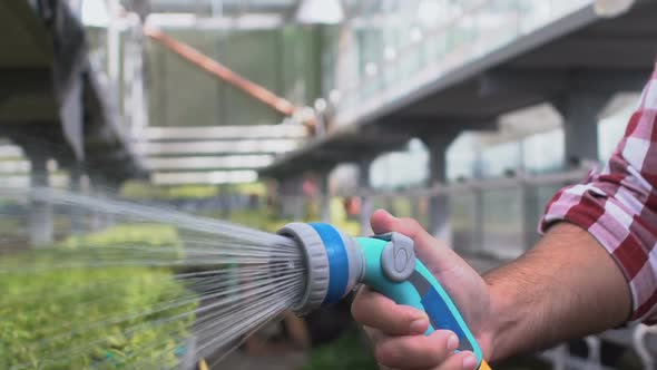 Happy Farmer Watering Plants Using Irrigation Hose, Organic Plant Breeding