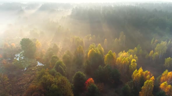 Autumn Trees at Sunrise. Aerial Shot of Beautiful Misty Sunrise Meadow and Forest. Golden Trees