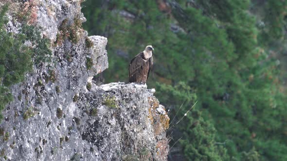 Vulture Watching and Looking To the Camera, Loopable