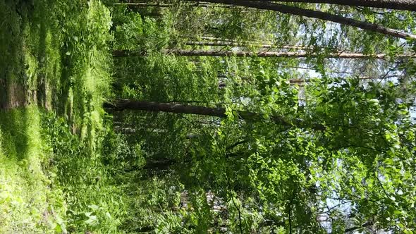 Vertical Video Aerial View Inside a Green Forest with Trees in Summer