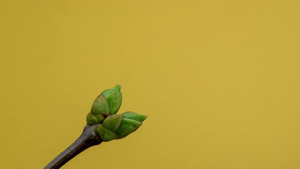 Timelapse of Tree Branches with Opening Leaves Buds