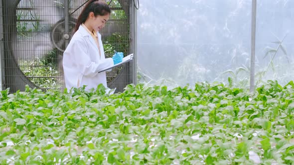 handheld asian female Hydroculture Specialist Studying Root Structure of Lettuce greenhouse