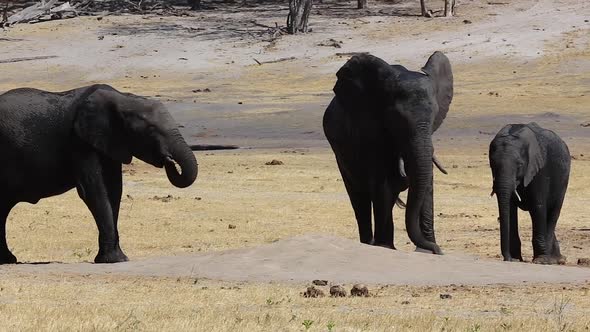 elephants eat seeds from sand