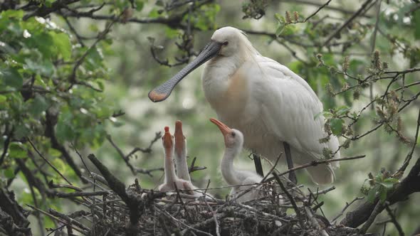 Hungry Spoonbill chicks stretch necks toward fathers beak in nest - full shot